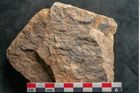 Foto (Detailansicht) von Asterophyllites equisetiformis Br. (NHMW-GEO-2024-0188-11004)